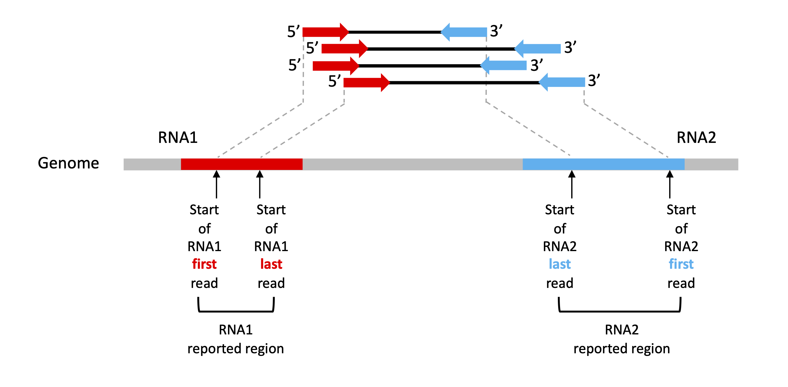 RIL-seq region schematic figure